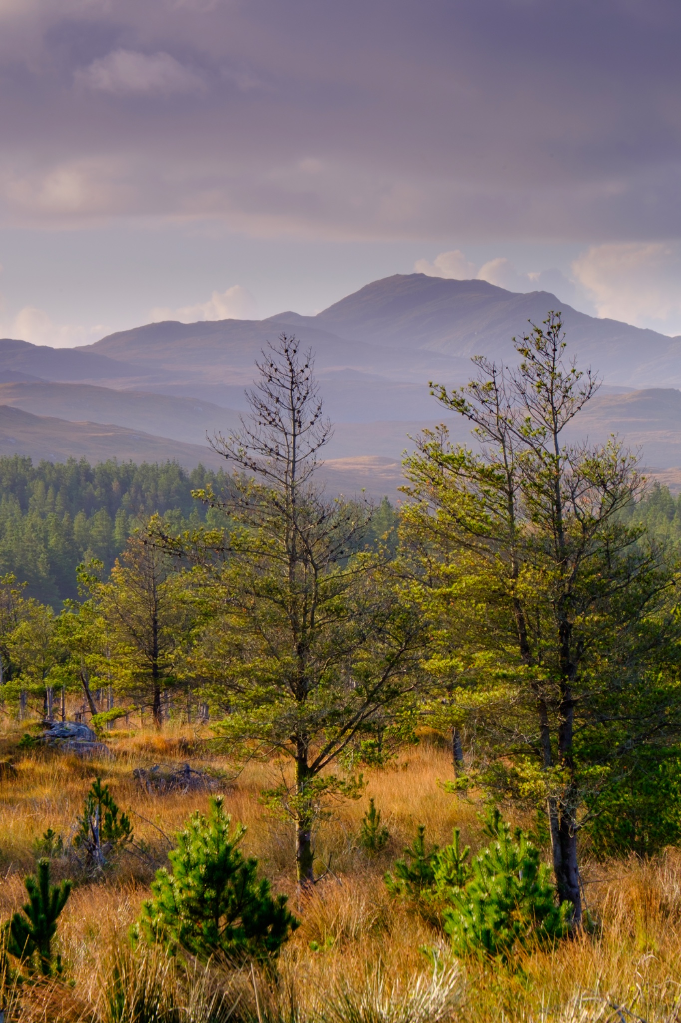 Scotland, The Isle of Lewis, Aline Community Woodland.